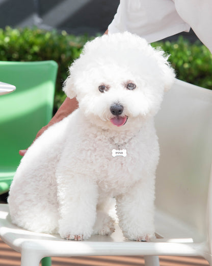 犬用 ペットネックレス＆迷子札セット ドッグネーム チョーカー｜愛犬の安全とおしゃれを両立 ステンレス