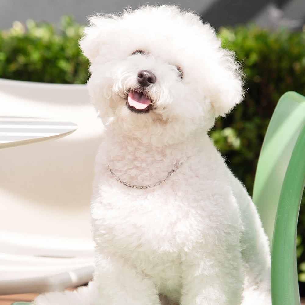 名入れ 犬用 迷子札ネックレス チョーカー ドッグネーム【丈夫なステンレス製】 ドッグタグ 首輪 ｜ ロッソエブルー