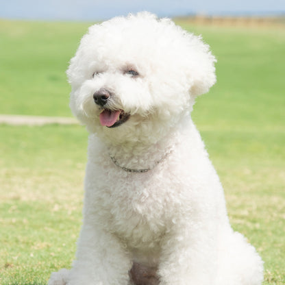 名入れ 犬用 迷子札ネックレス チョーカー ドッグネーム【丈夫なステンレス製】 ドッグタグ 首輪 ｜ ロッソエブルー