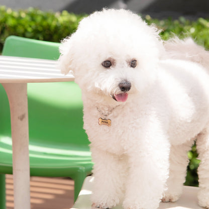 犬用 ペットネックレス＆迷子札セット ドッグネーム チョーカー｜愛犬の安全とおしゃれを両立 ステンレス